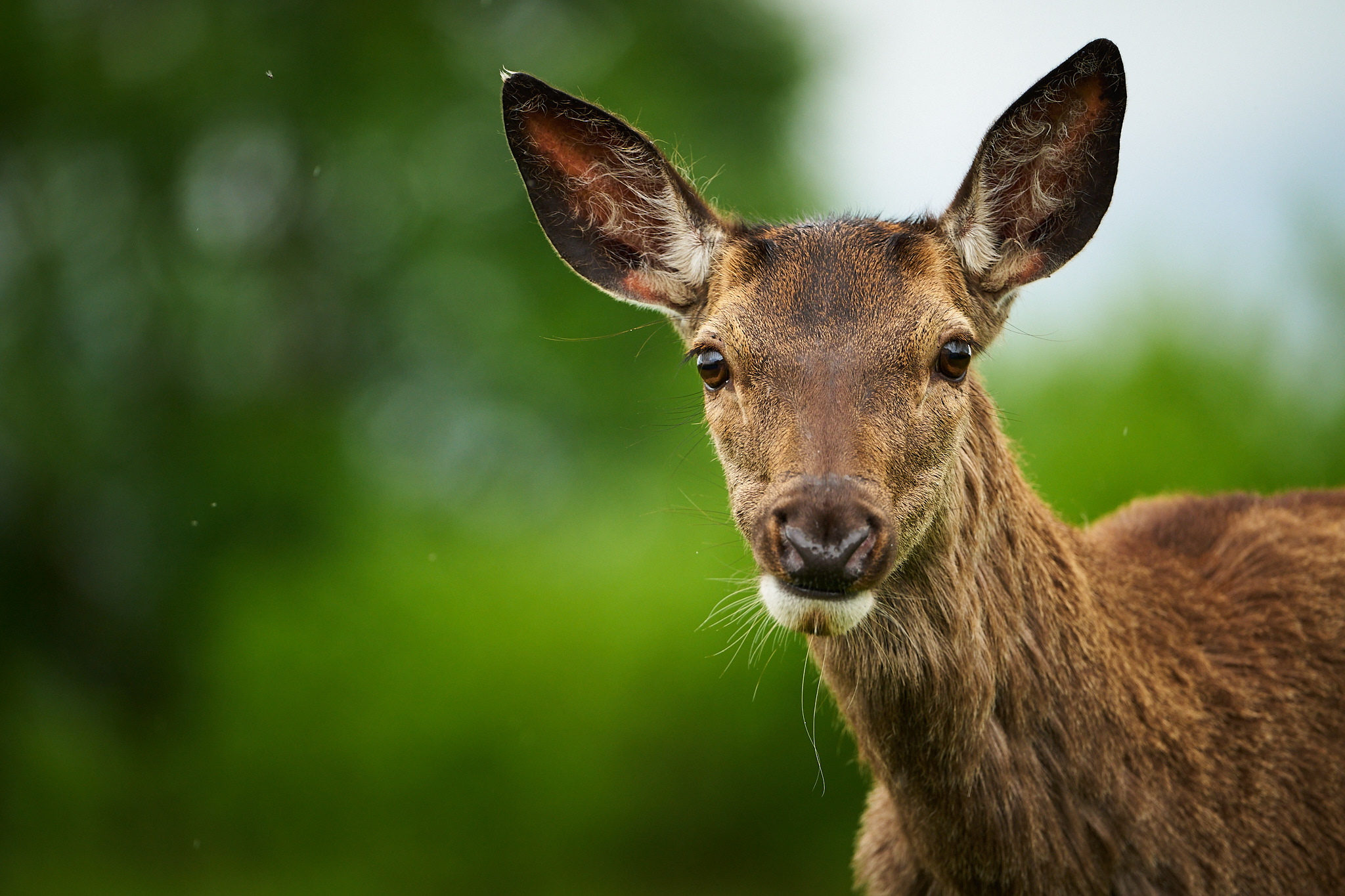Red Deer mugshot